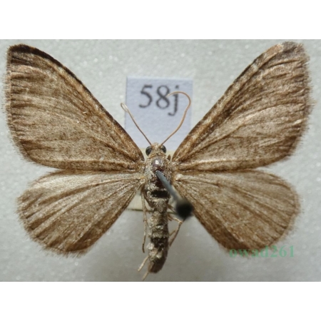 Cataclysme riguata (Hübner, 1813) Obmytek falisty Czech58j